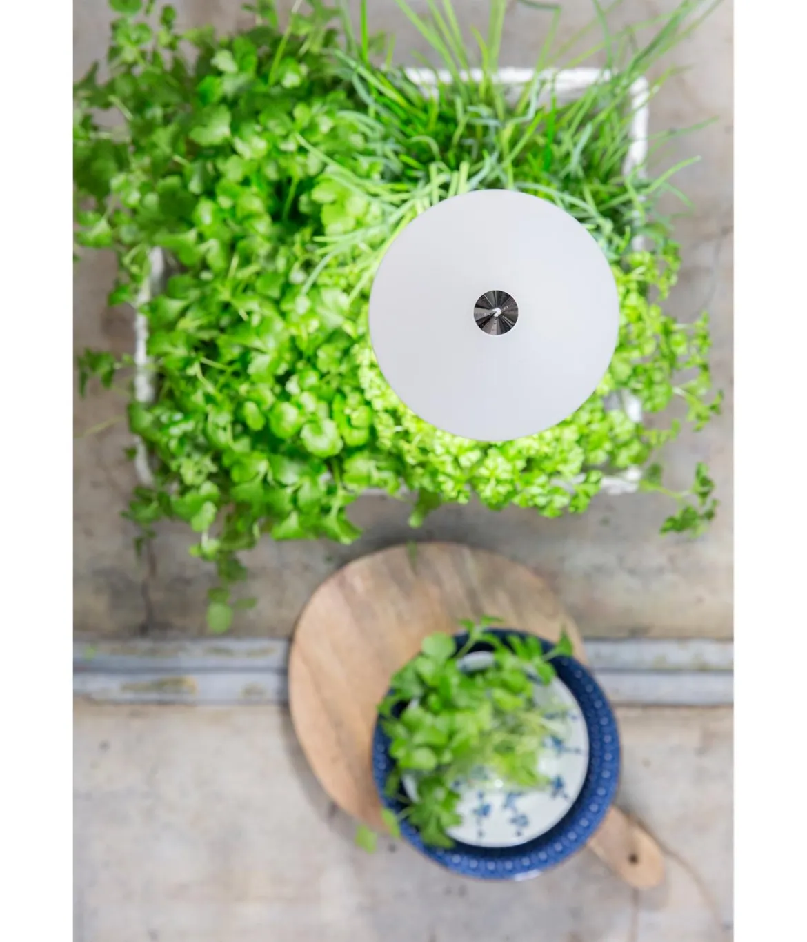 Venso LED-Pflanzenlampe
