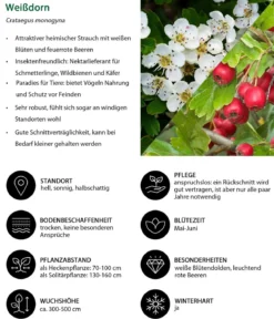 Vogelschutzhecke Drossel, 4-teilig