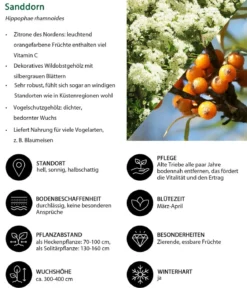 Vogelschutzhecke Drossel, 4-teilig