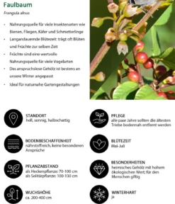 Vogelschutzhecke Drossel, 4-teilig