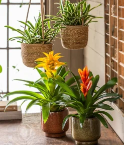 Vriesea - Bromelia cultivars 'Intenso Orange'
