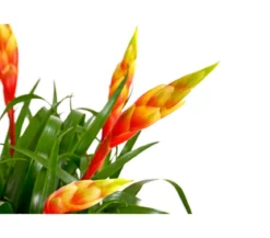 Vriesea - Bromelia cultivars 'Shannon'