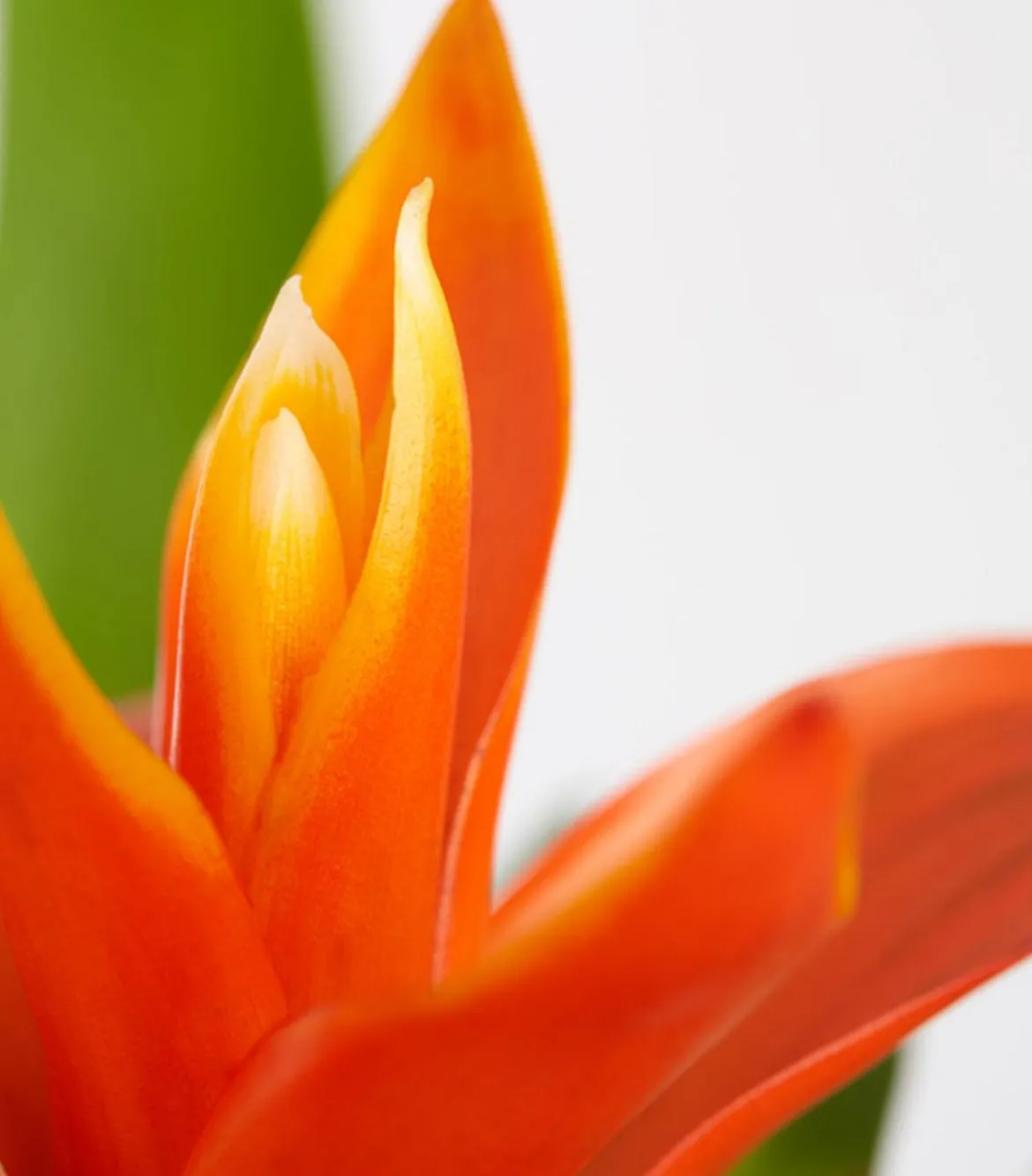 Vriesea - Bromelia cultivars, verschiedene Sorten