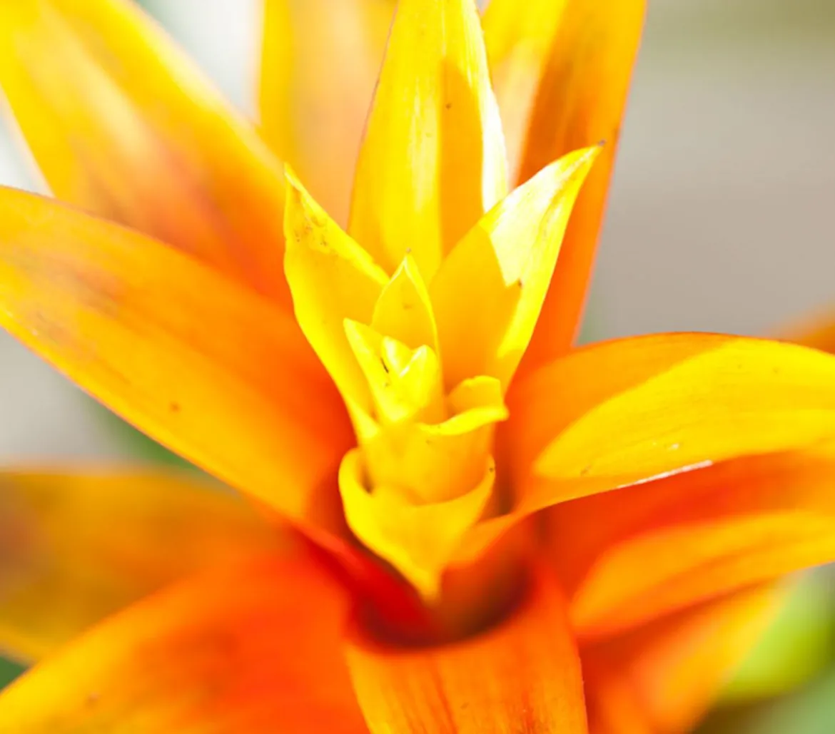 Vriesea - Bromelia cultivars, verschiedene Sorten