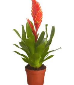 Vriesea - Bromelia cultivars, verschiedene Sorten