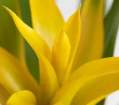 Vriesea - Bromelia cultivars, verschiedene Sorten