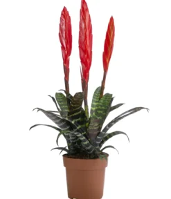 Vriesea - Vriesea cultivars 'Era'