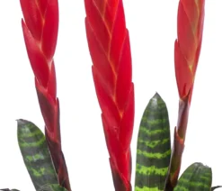 Vriesea - Vriesea cultivars 'Era'