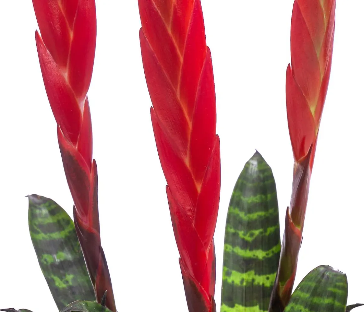 Vriesea - Vriesea cultivars 'Era'
