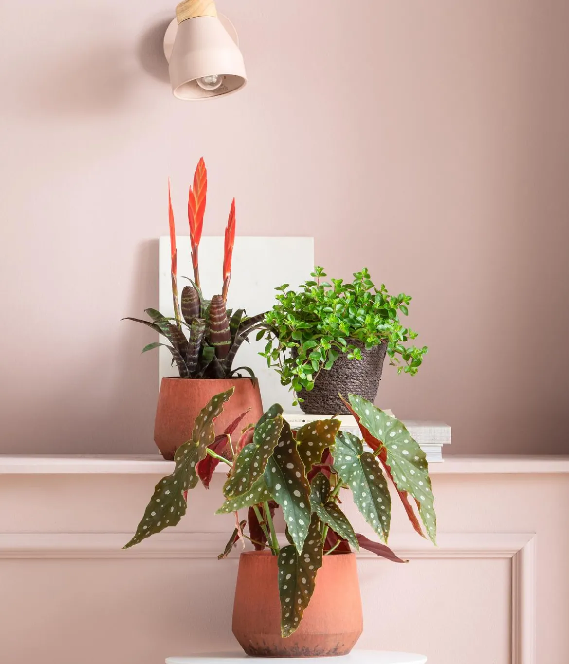 Vriesea - Vriesea cultivars 'Era'