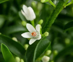 Wachsblume 'Flower Girl White'