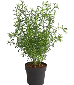 Wachsblume 'Flower Girl White'