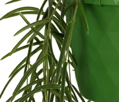 Wachsblume - Hoya linearis, Ampel