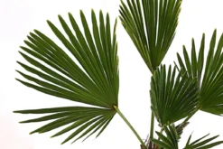 Wagners Hanfpalme