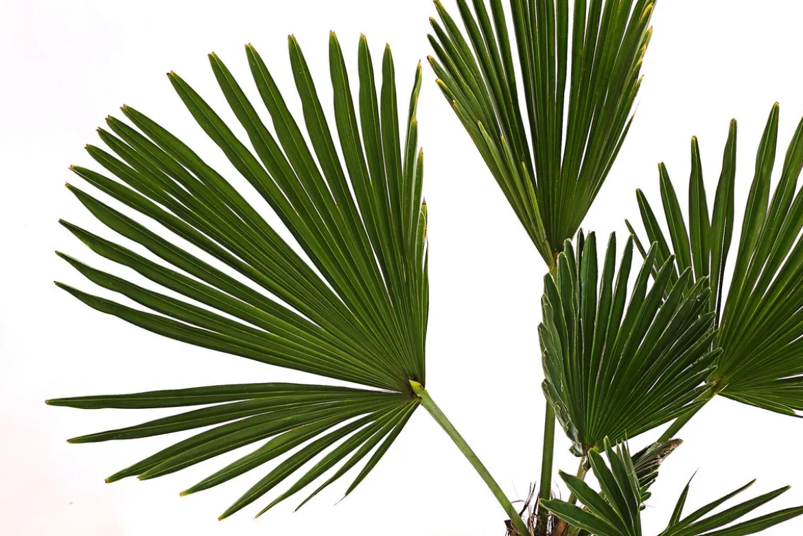 Wagners Hanfpalme
