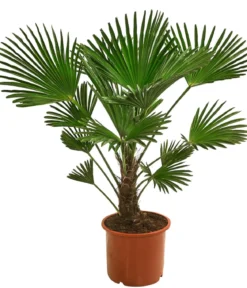 Wagners Hanfpalme