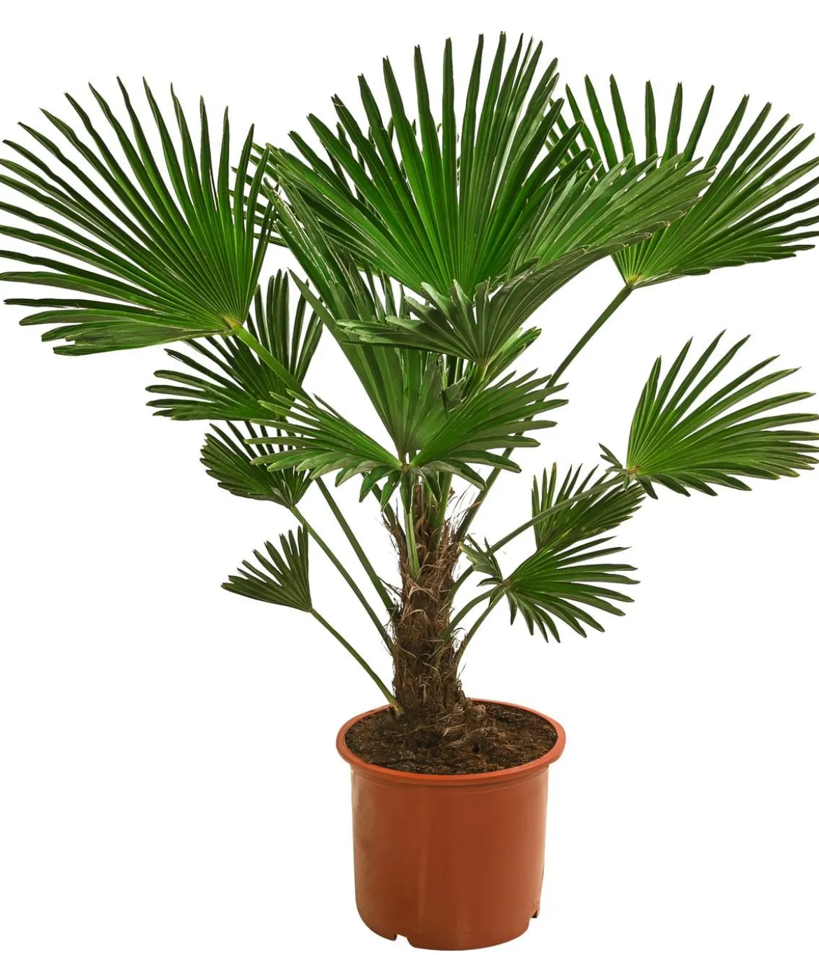 Wagners Hanfpalme