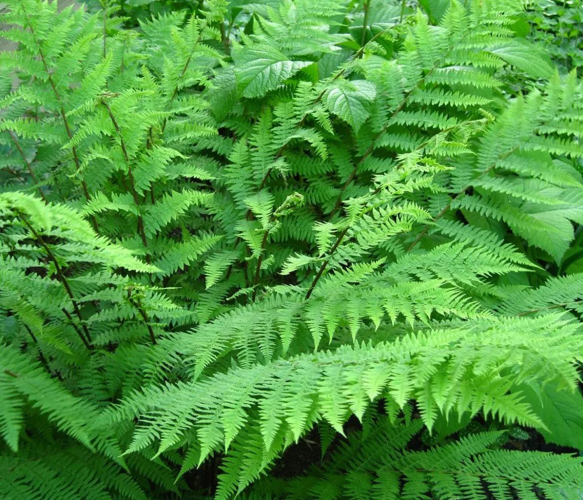 Wald-Frauenfarn
