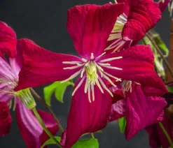 Waldrebe - Clematis