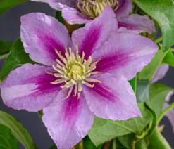 Waldrebe - Clematis