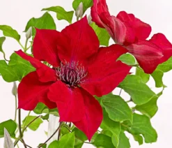 Waldrebe - Clematis