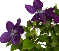 Waldrebe - Clematis