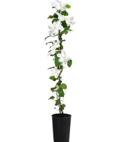 Waldrebe - Clematis