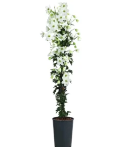 Waldrebe - Clematis 'Avalanche'