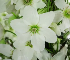 Waldrebe - Clematis 'Avalanche'