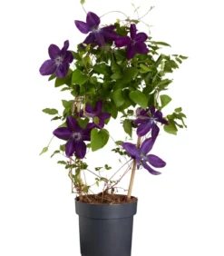 Waldrebe - Clematis, blau, Bogen