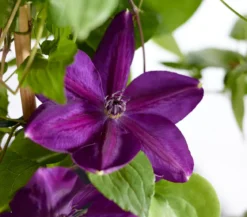 Waldrebe - Clematis, blau, Bogen