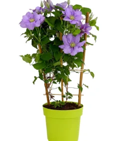 Waldrebe - Clematis, blau, Rankhilfe