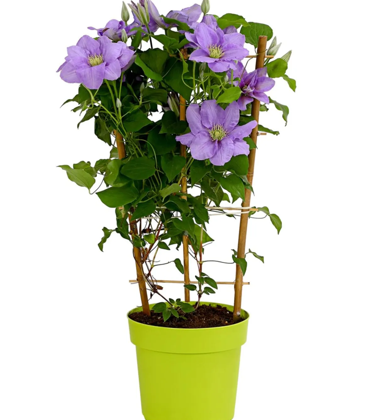 Waldrebe - Clematis, blau, Rankhilfe