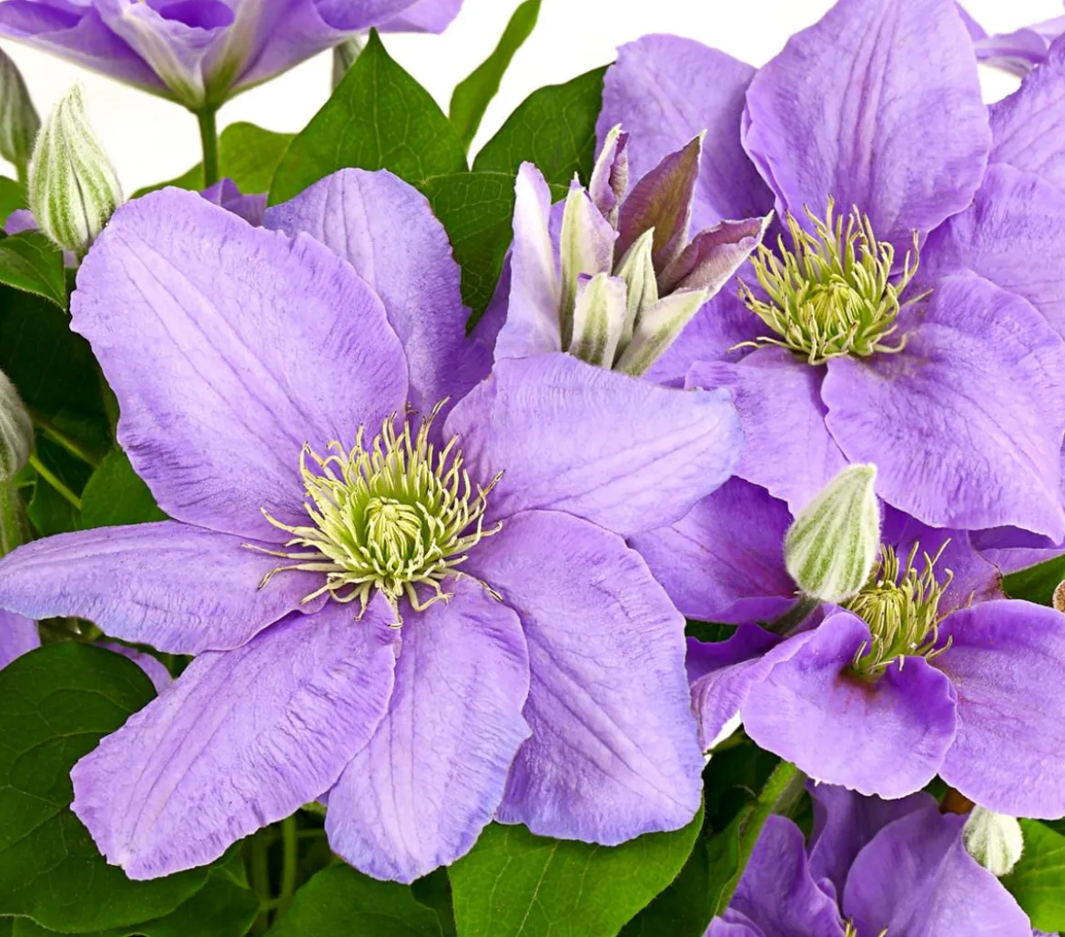 Waldrebe - Clematis, blau, Rankhilfe