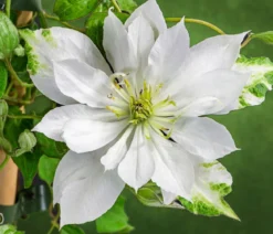 Waldrebe - Clematis 'Dancing Dorien®'