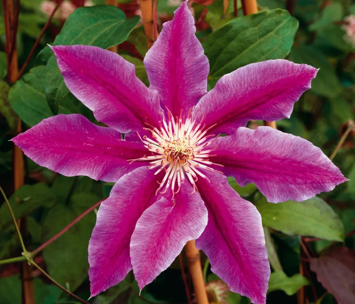 Waldrebe - Clematis 'Dr. Ruppel'