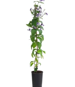 Waldrebe - Clematis 'Fascination'