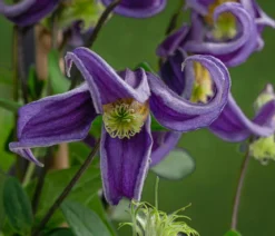 Waldrebe - Clematis 'Fascination'
