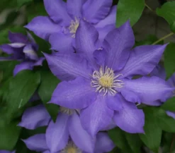 Waldrebe - Clematis 'Jackmannii/The President'