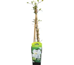 Waldrebe - Clematis 'Madame le Coultre'
