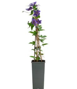 Waldrebe - Clematis 'Multi Blue'