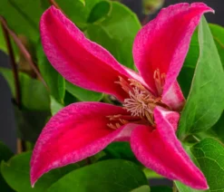 Waldrebe - Clematis 'Princess Diana'