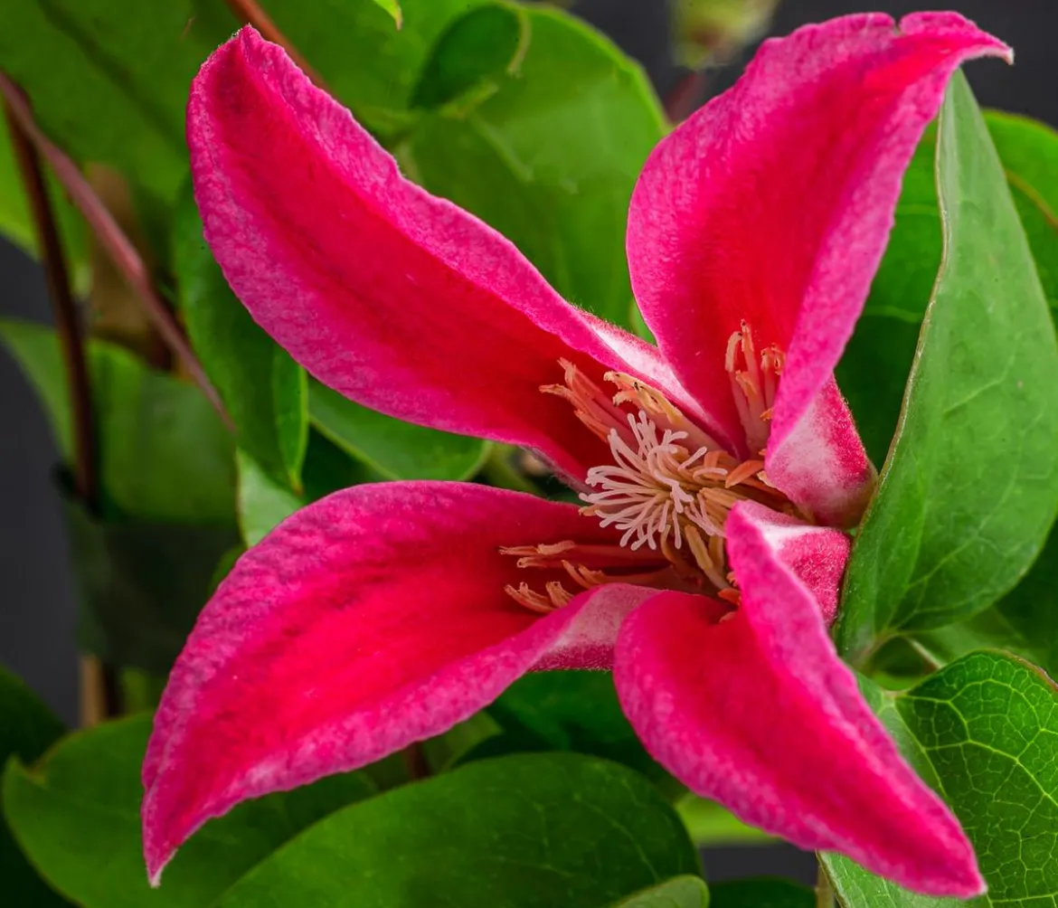 Waldrebe - Clematis 'Princess Diana'
