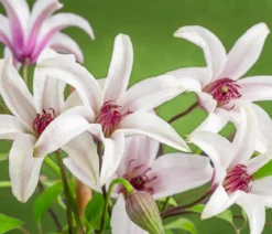 Waldrebe - Clematis 'Princess Kate'