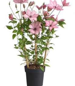 Waldrebe - Clematis, Rankhilfe