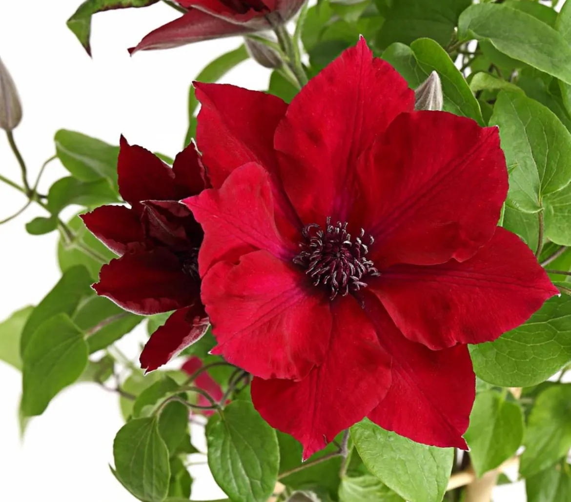 Waldrebe - Clematis, Rankhilfe