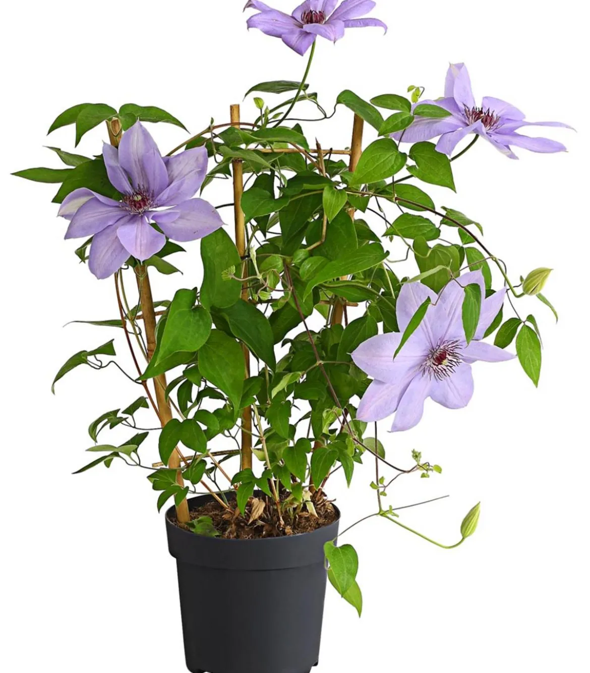 Waldrebe - Clematis, Rankhilfe