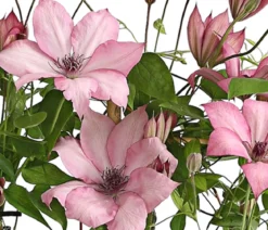 Waldrebe - Clematis, Rankhilfe
