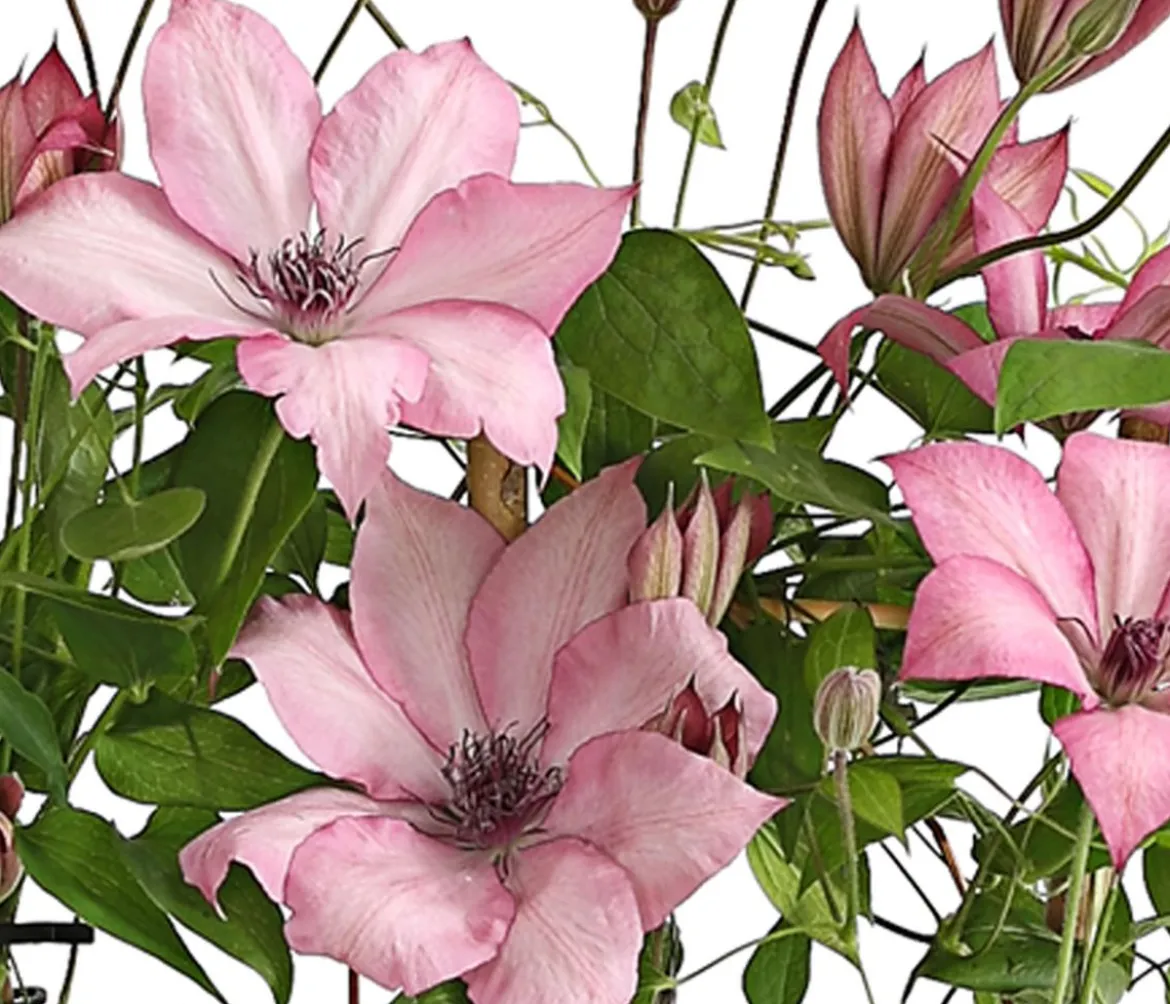 Waldrebe - Clematis, Rankhilfe