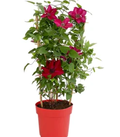 Waldrebe - Clematis, rot, Rankhilfe